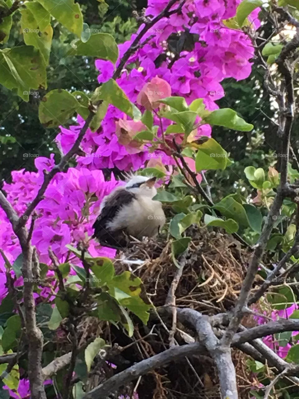 Bird