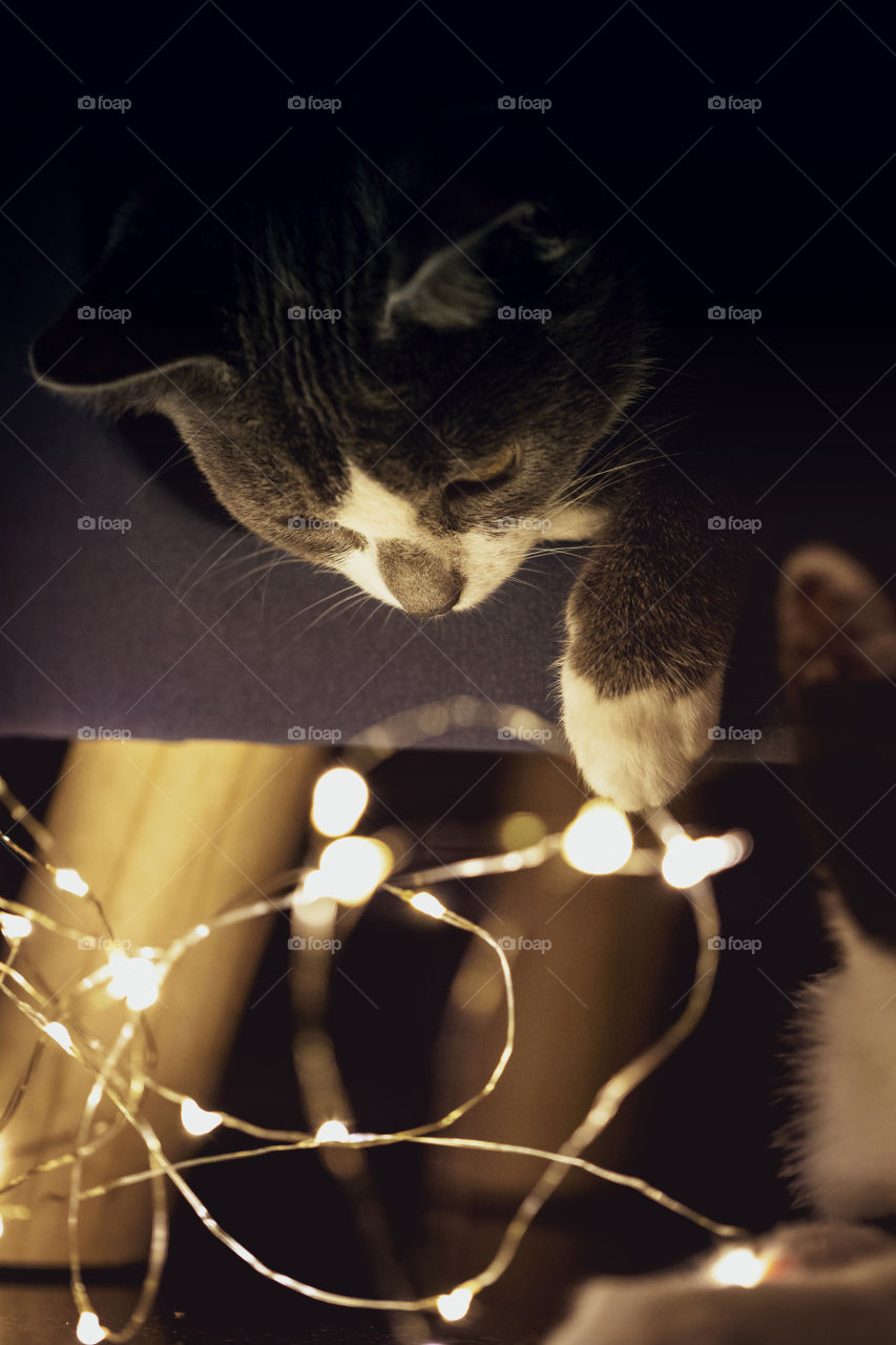 A portrait of a cute kitten looking at some fairy lights during christmas from its sleeping place.