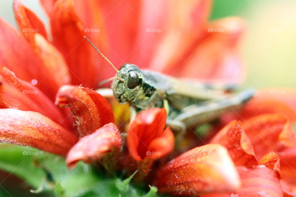 Grasshopper on a flower, close-up