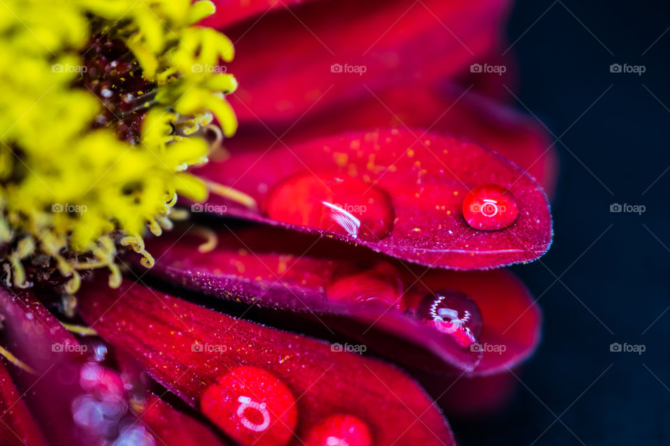 Close-up morning dew has formed on the petals of a beautiful red flower