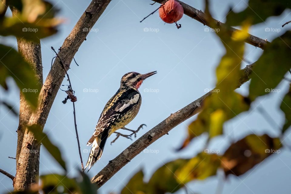 A yellow-bellied sapsucker hops closer to its prize…a nice ripe persimmon. 
