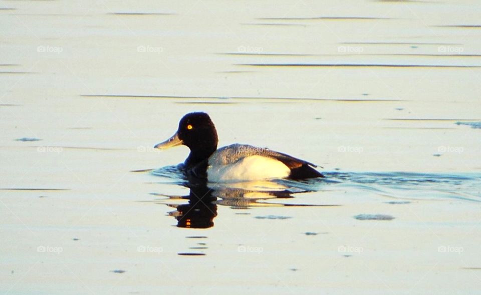 Rare tufted duck 