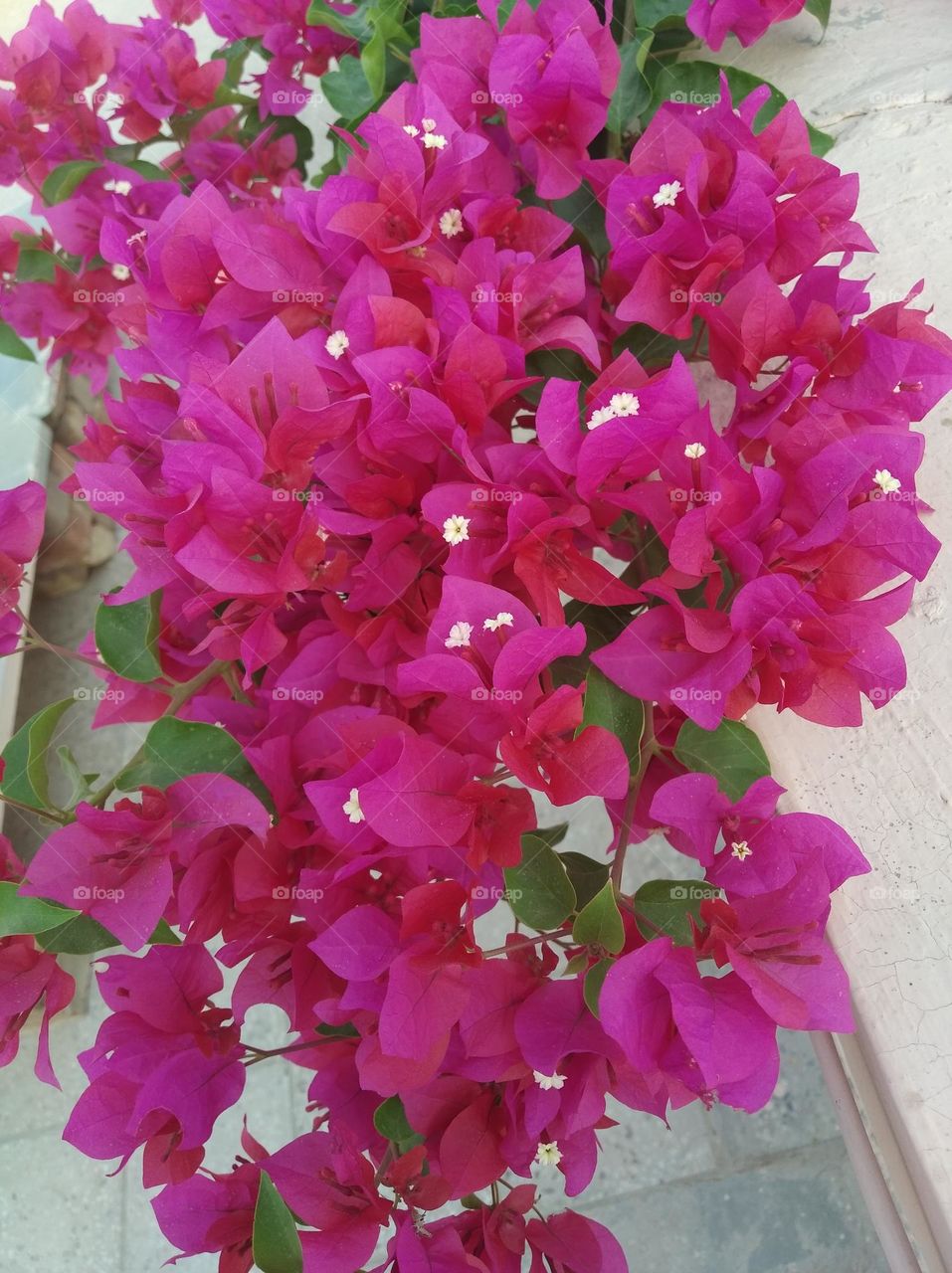 boganvelia pinkish flower fresh seasonal looking very beautiful generally found everywhere fresh seasonal