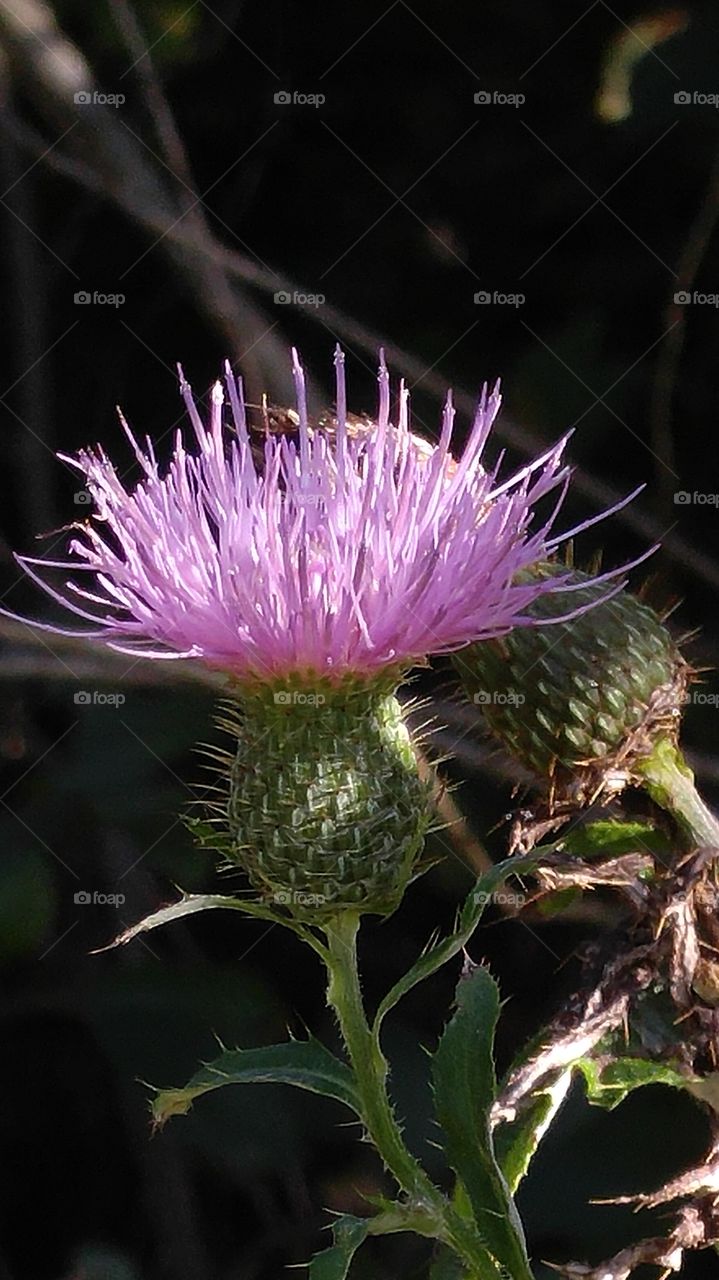 Thistle