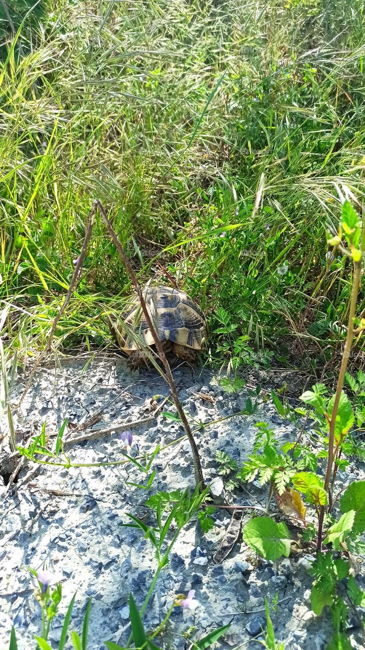 a timid turtle