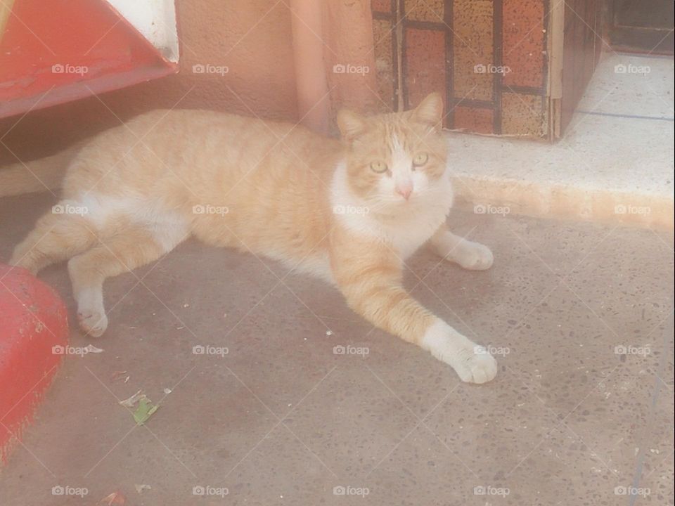 Beautiful cat looking at camera.