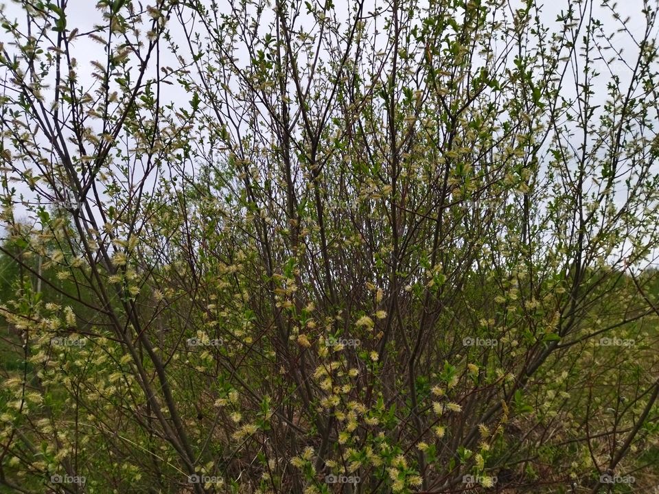 весенняя природа