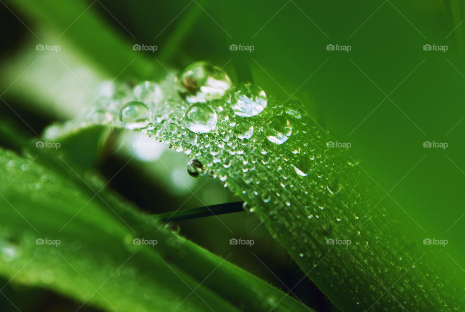 macro shot, morning dew on the grass
