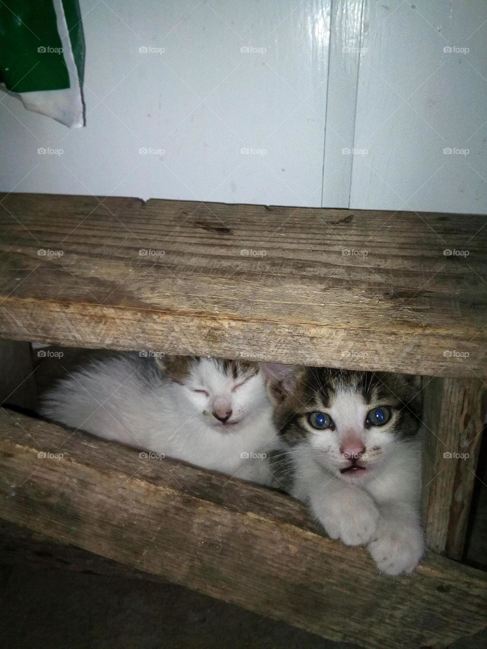 Surprised kitties