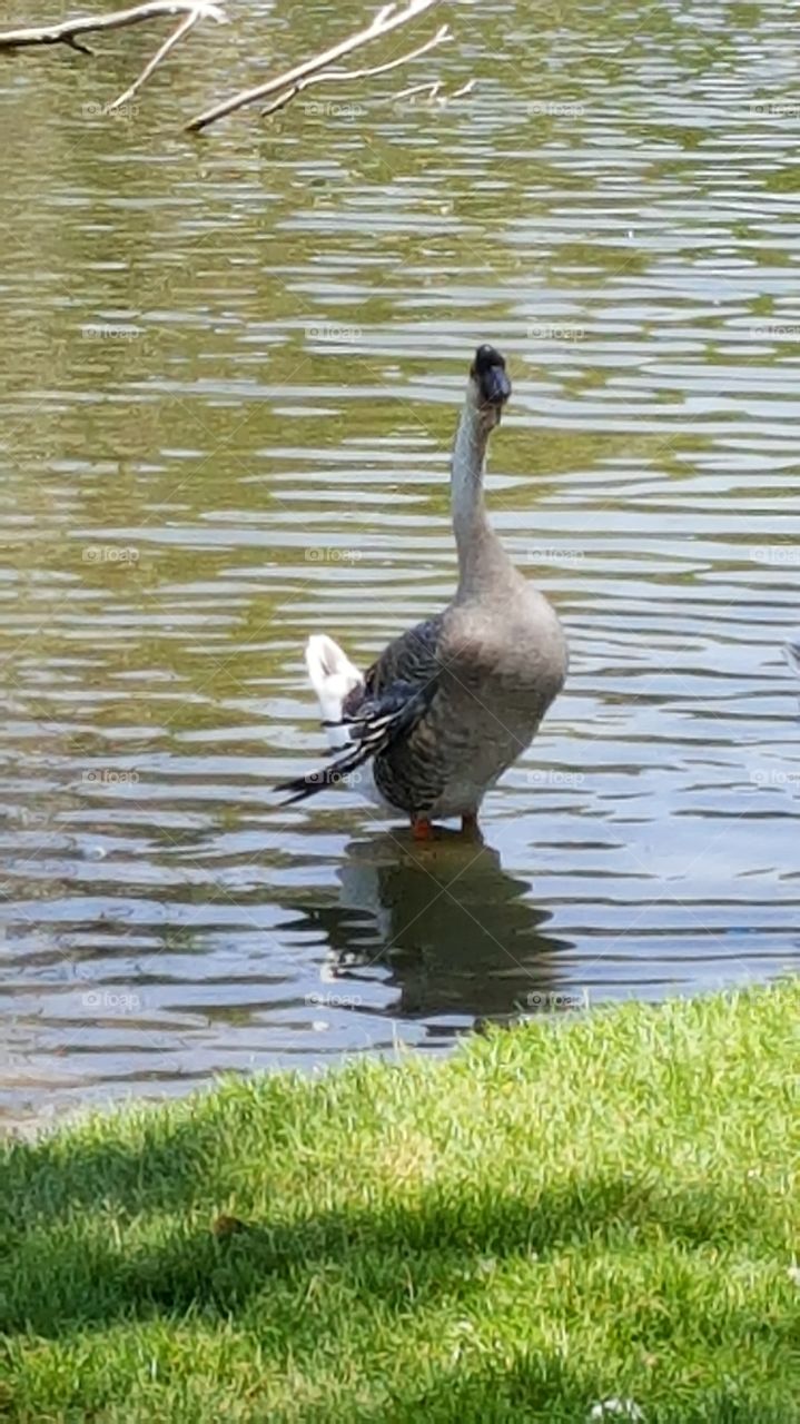 Goose In Water