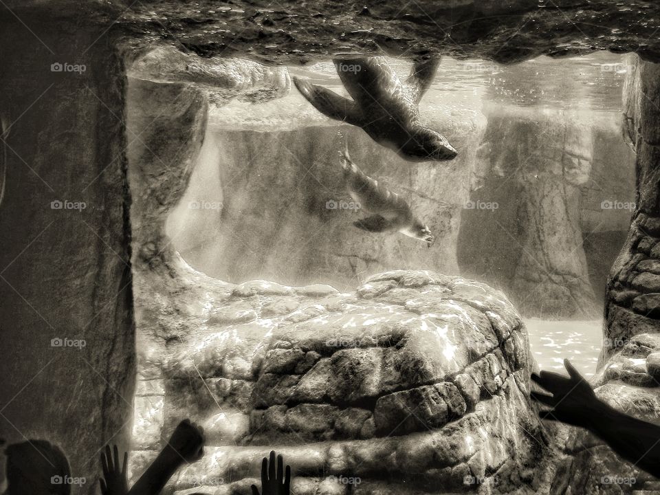 black and white childrens' hands reach for diving seals