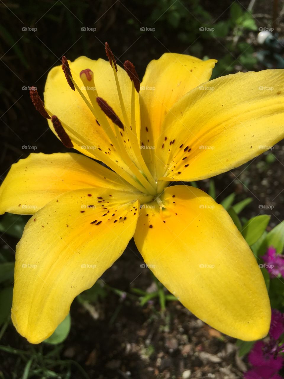 Yellow flower closeup 