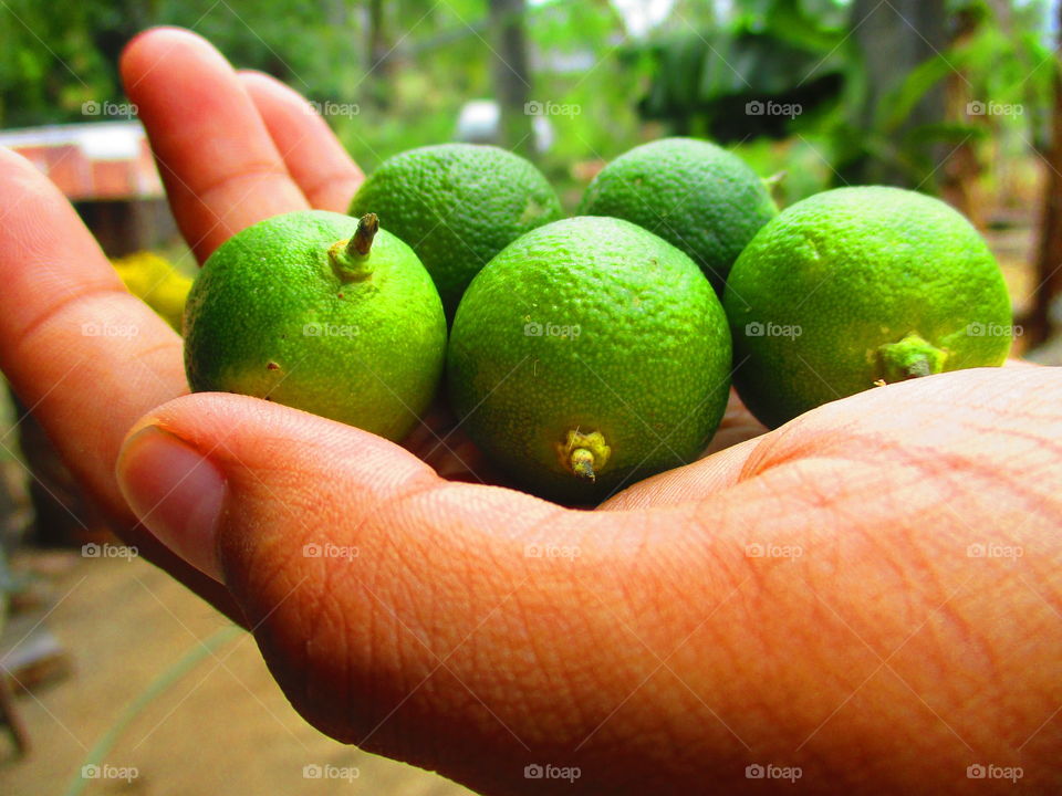 calamondin/calamansi