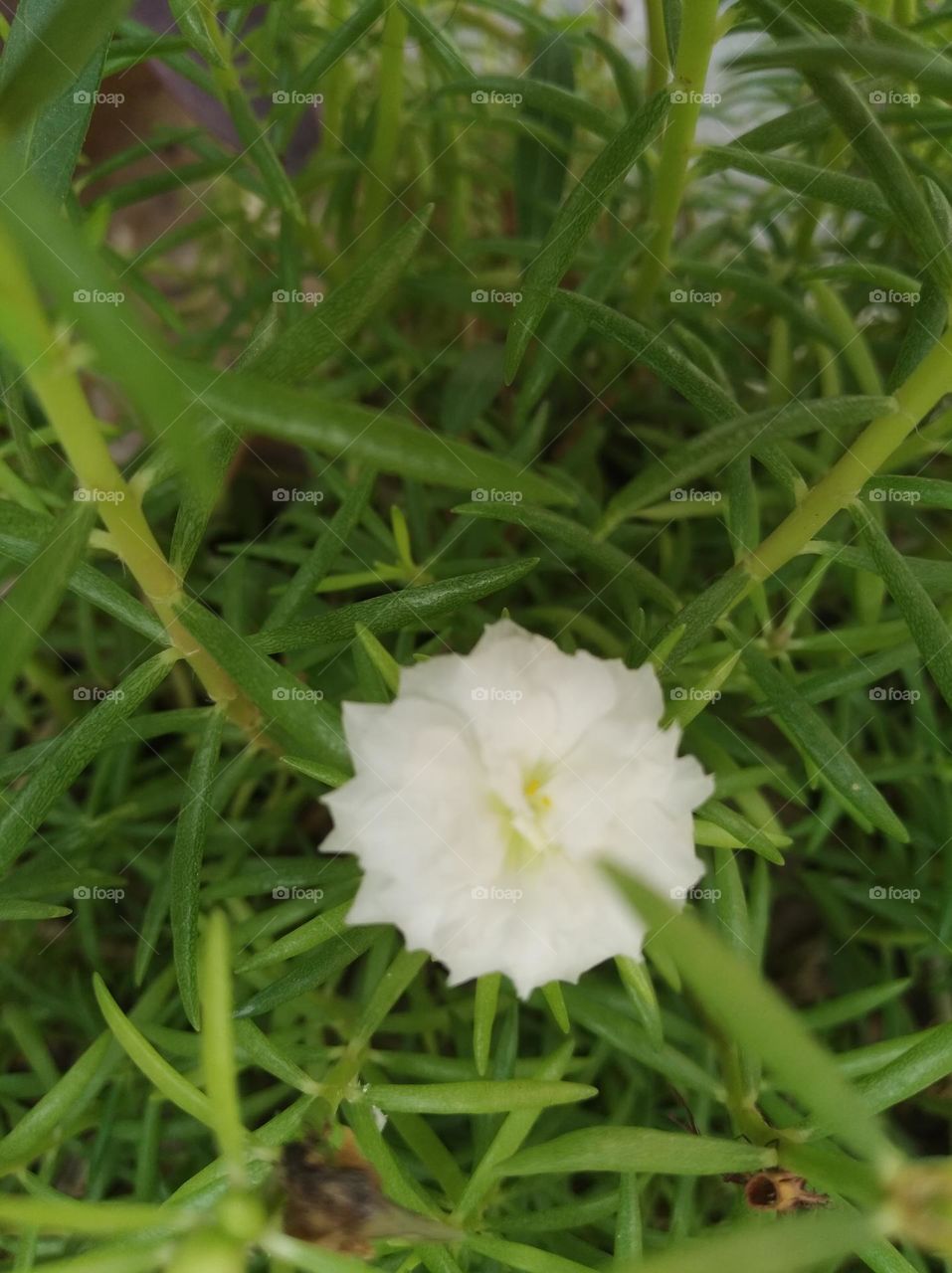 white flower seasonal fresh shrub small size looks very beautiful generally found everywhere