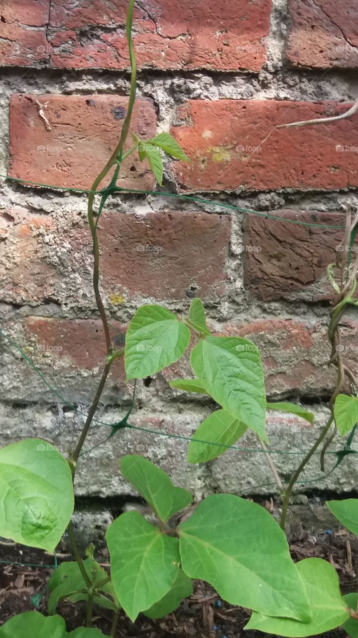 young runner bean