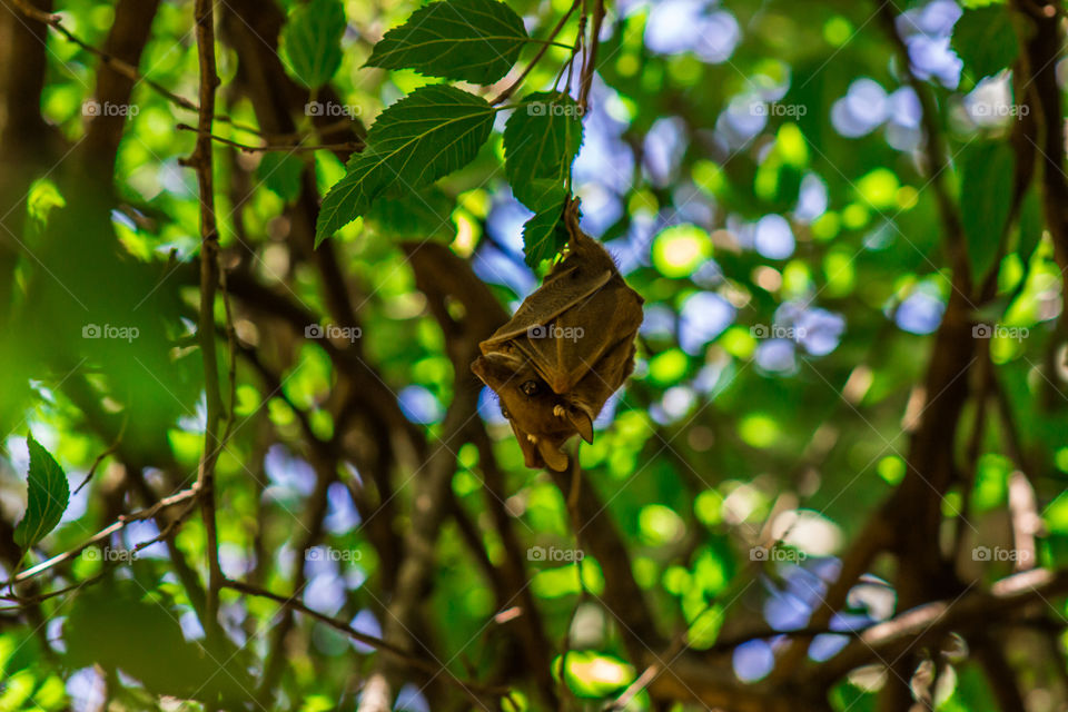 bat hanging from a small twig