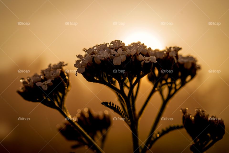 Early summer morning and flowers with dew.