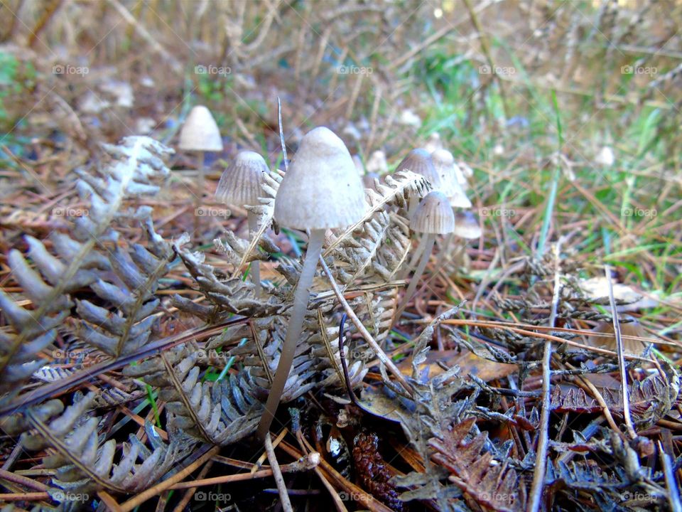 Coprinellus bisporus, Psathyrellaceae fungi, Forest in UK