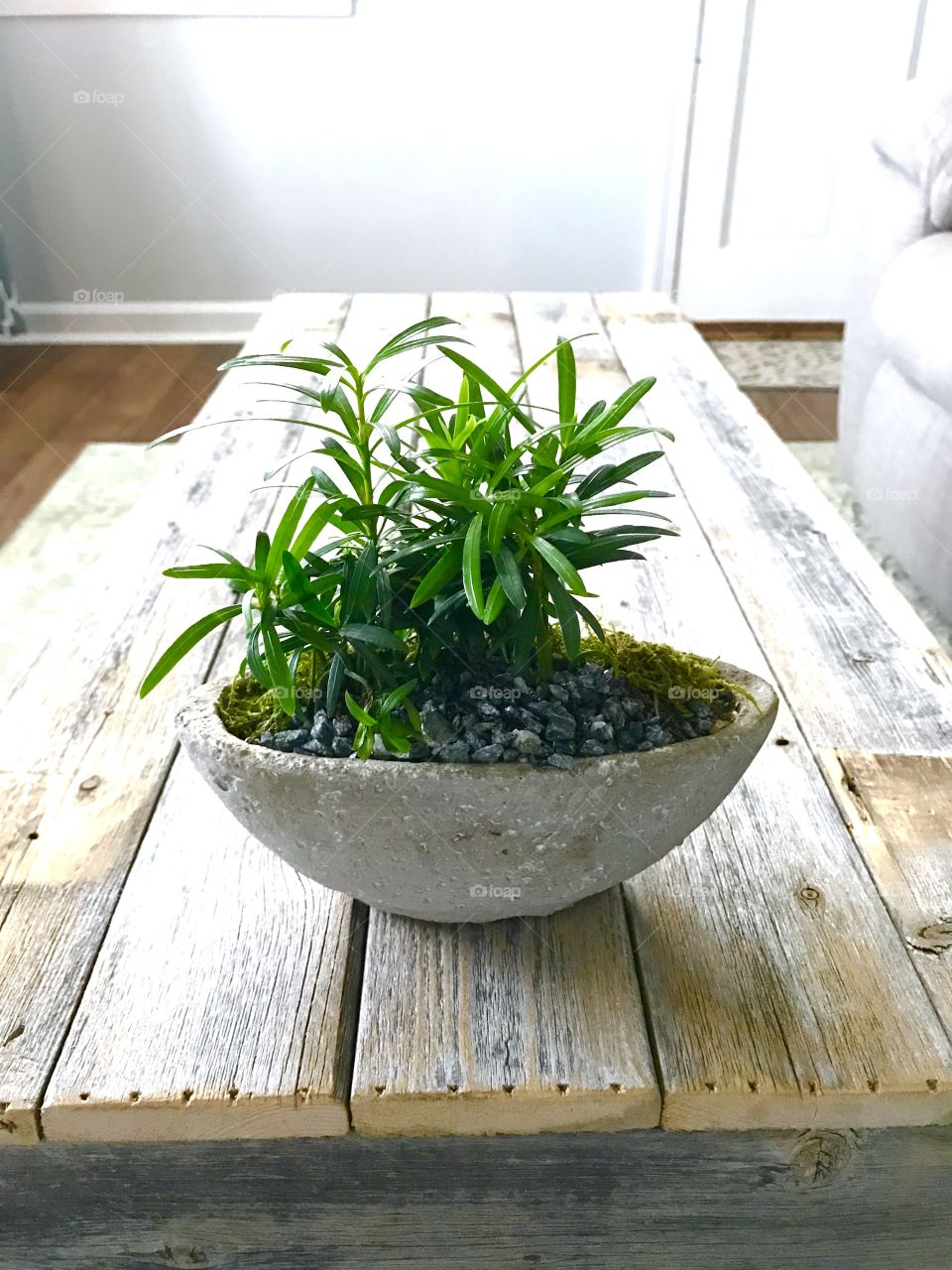 Plant on coffee table