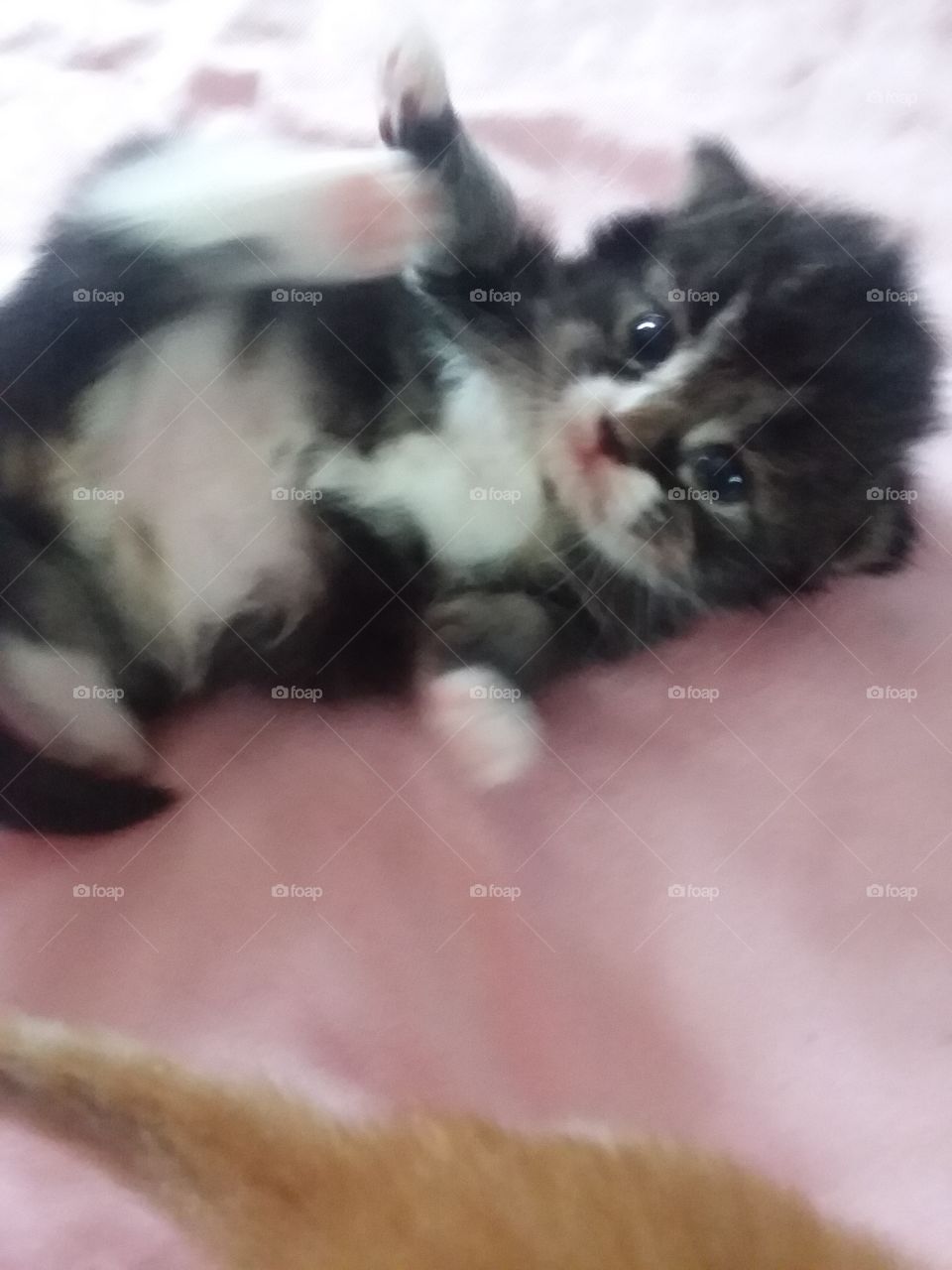 adorable kitten