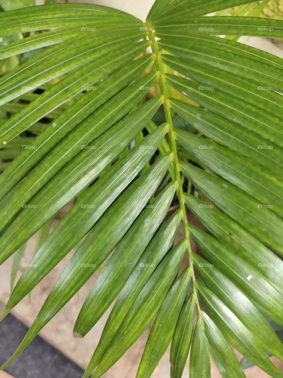 Green plants are always represents freshness and prosperity which motivate us to live happily