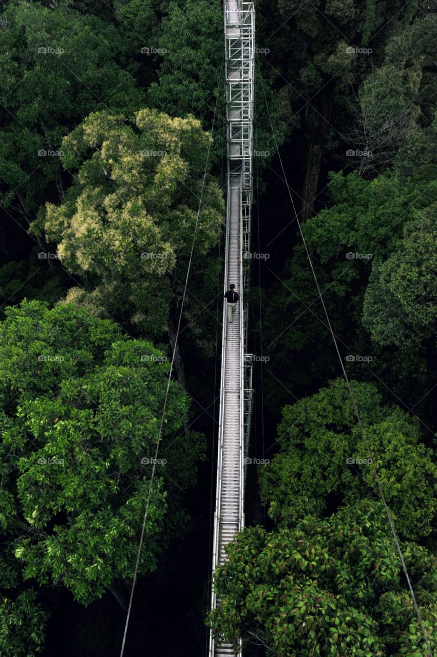 Treetops canopy walk at Ulu Temburong National Park, Brunei.