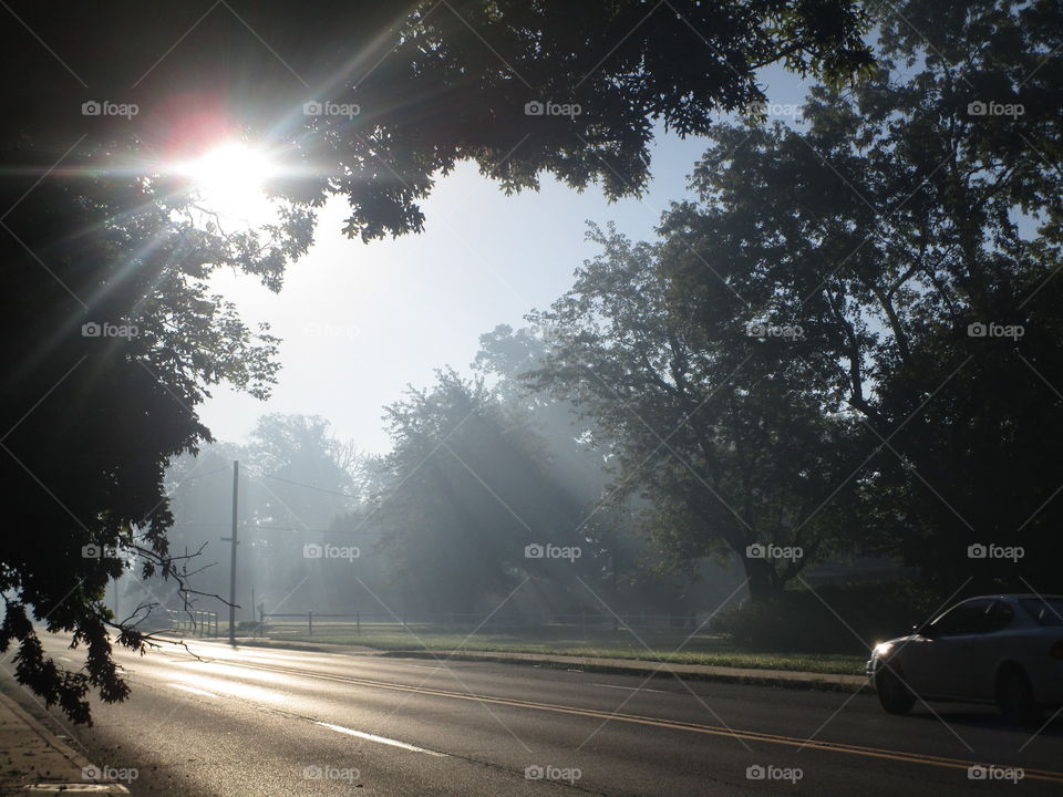 Foggy day and sun rays