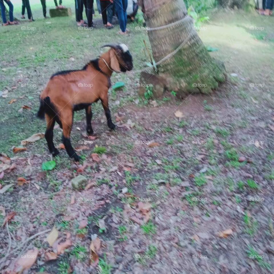 the most handsome and cute goat