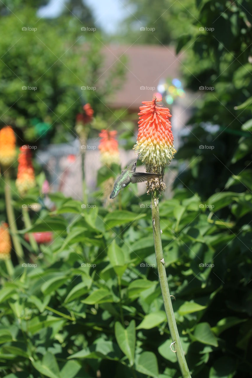Hummingbird in action