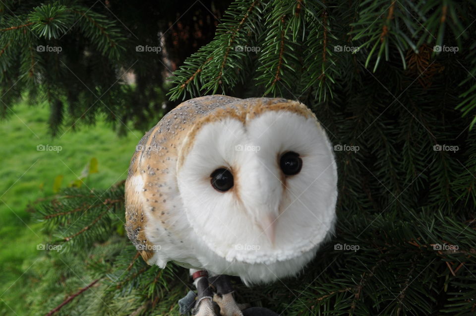 Curious barn owl in a Pine tree