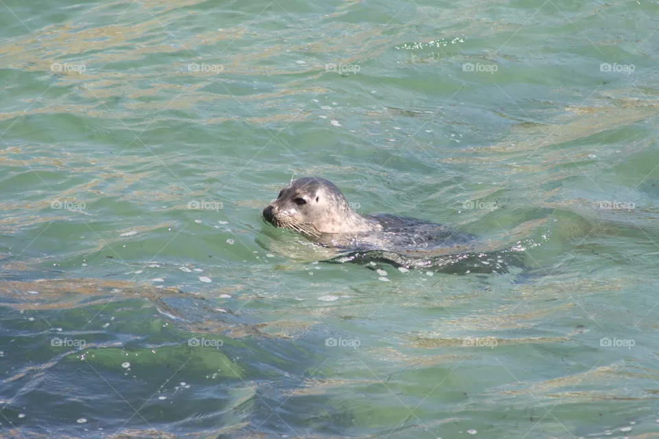 Seal