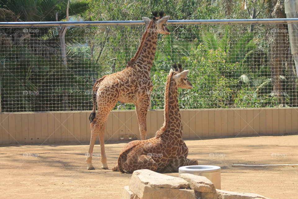 baby giraffes at the San Diego zoo in California.the drafts are brothers and they were born at the zoo.