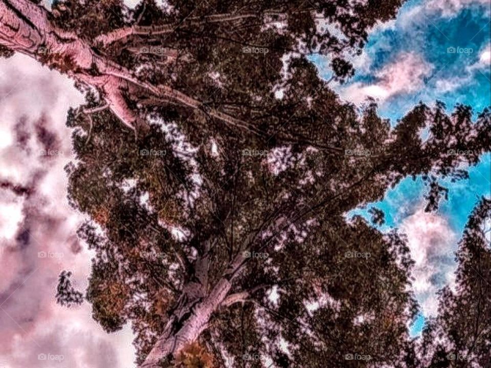 nature, tree, trees, foliage, fox trees, sky, tree against the sky, oboaka, fluffy oboaka, sweet oboaka, atmosphere, atmospheric photo