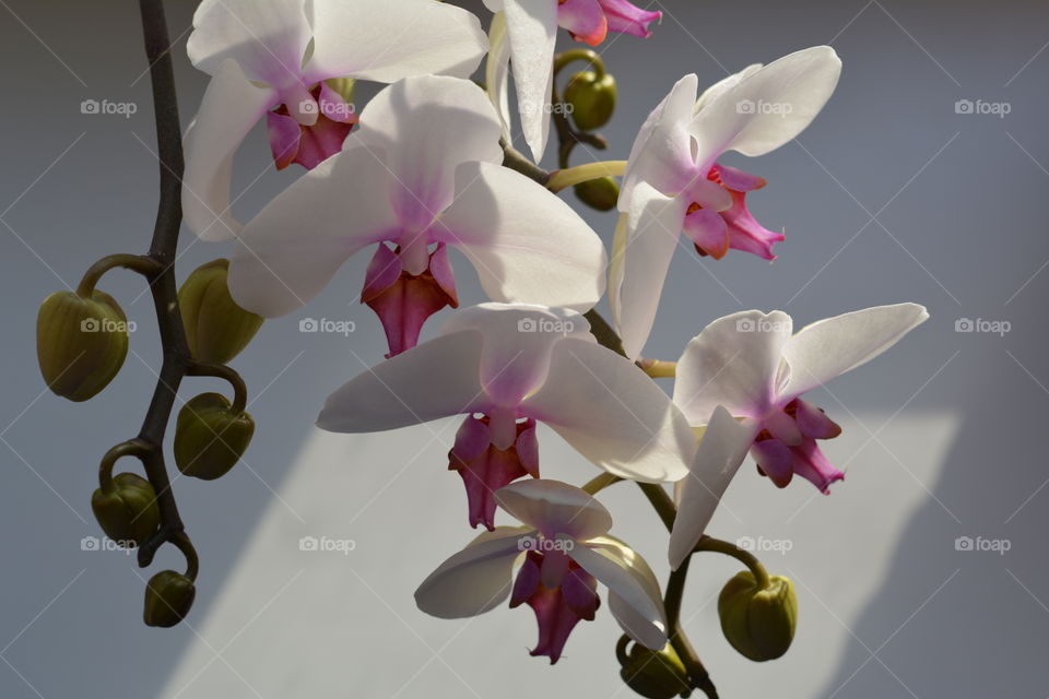 white orchid flower house plants love