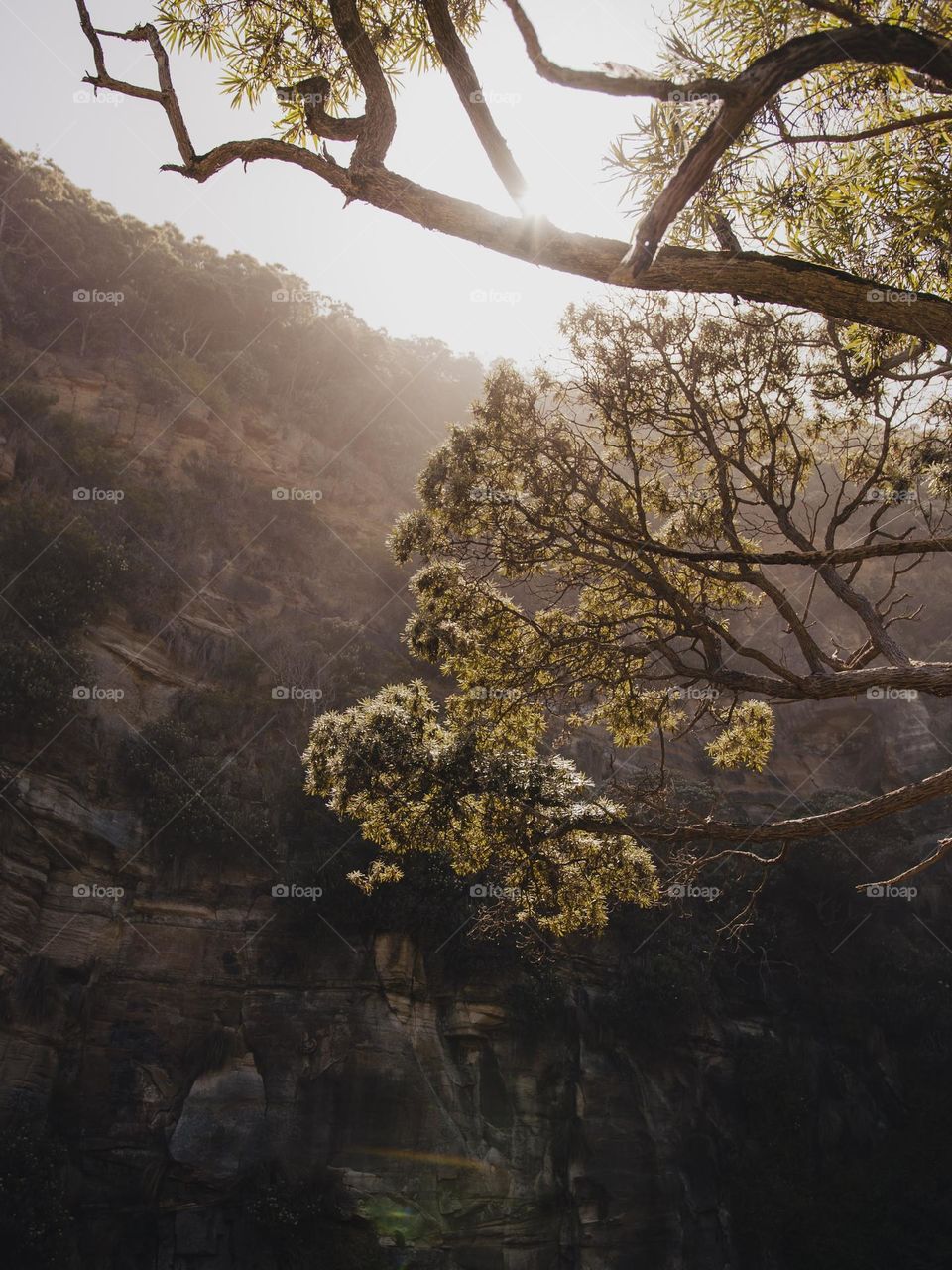 Peeking through a forest in Tasmania, Australia