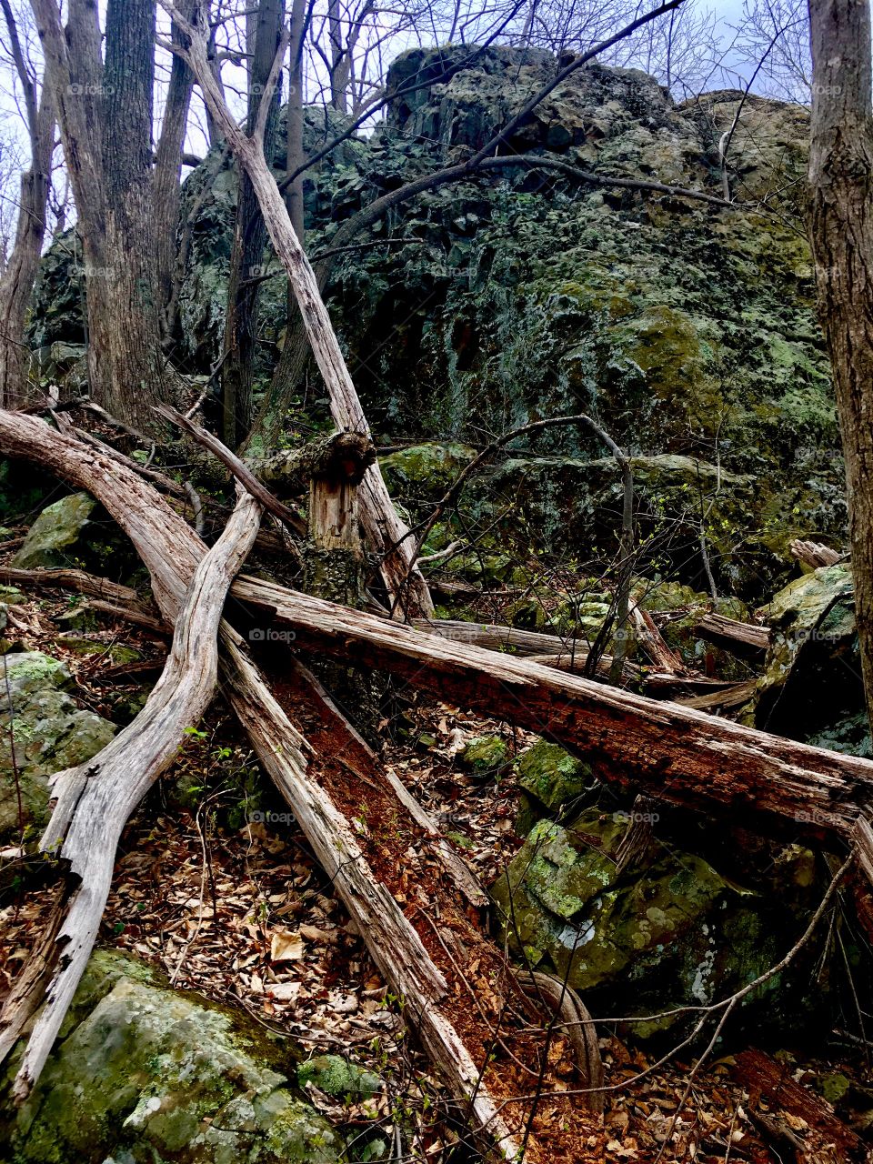 Fallen Mountain Trees