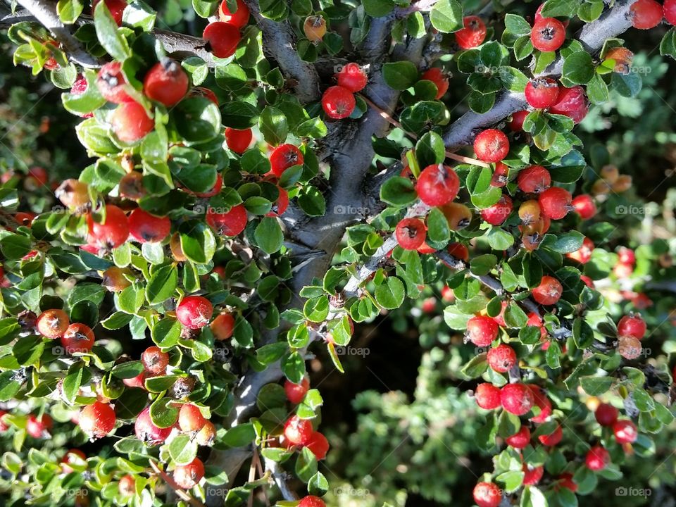 Red Berries. Red and green