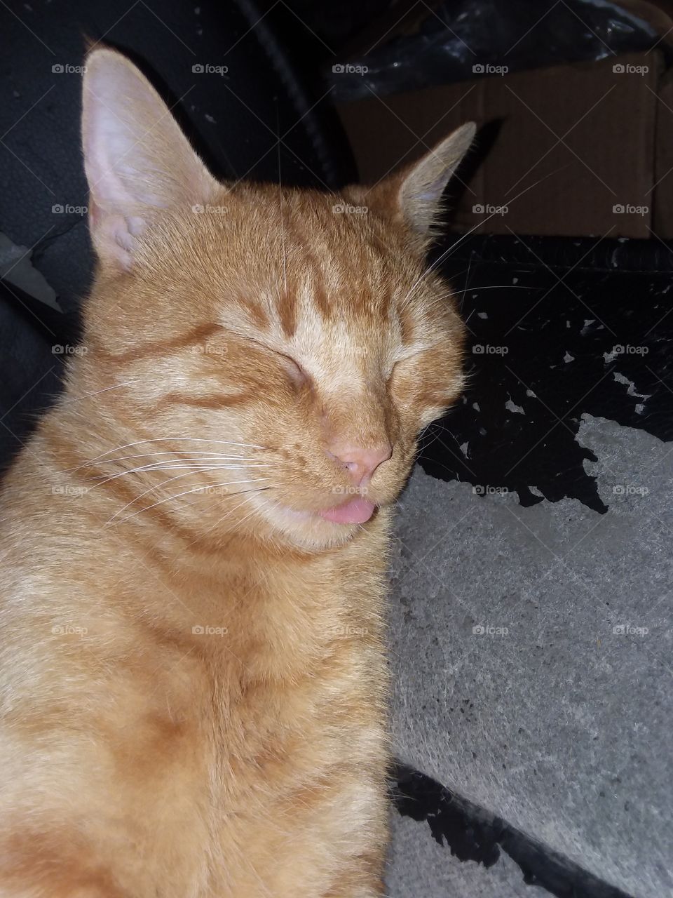 sleepin cat with his tongue out