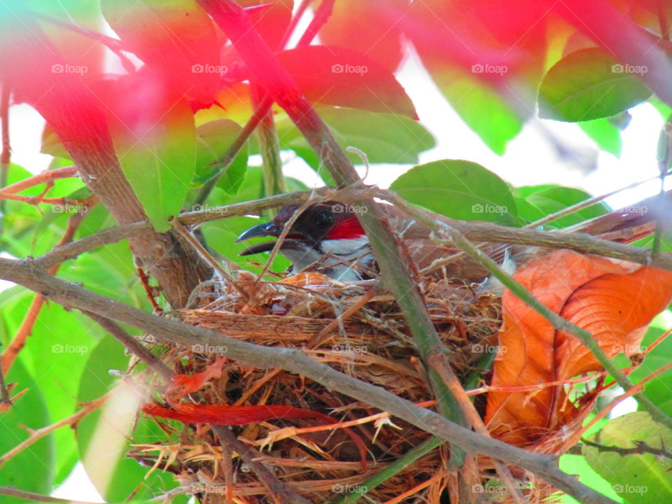 The red-whiskered bulbul (Pycnonotus jocosus), or crested bulbul, is a passerine bird found in Asia. It is a member of the bulbul family. It is a resident frugivore found mainly in tropical Asia.