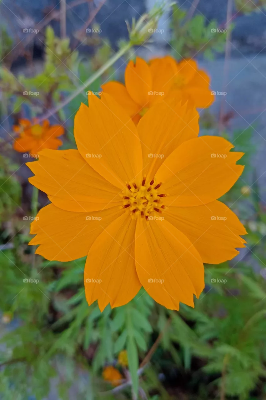 yellow flower