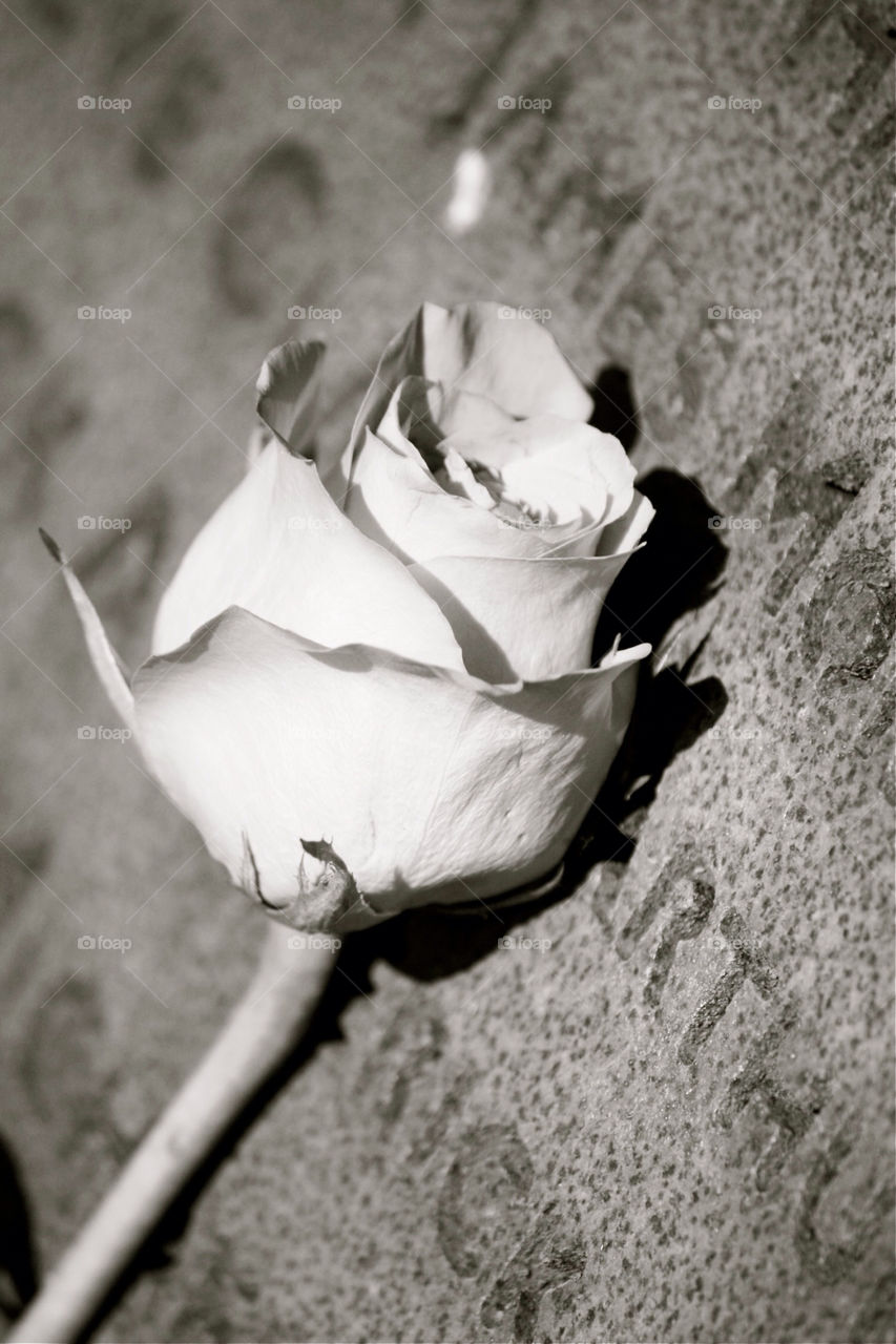 concrete memorial blackandwhite rose by pamelaevelyn