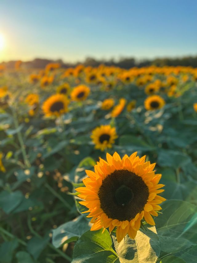 Sunflower 🌻 