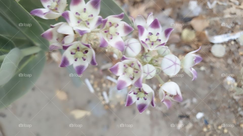 Flower different angle