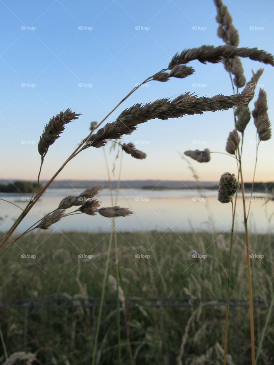 grass seed standing tall against lake