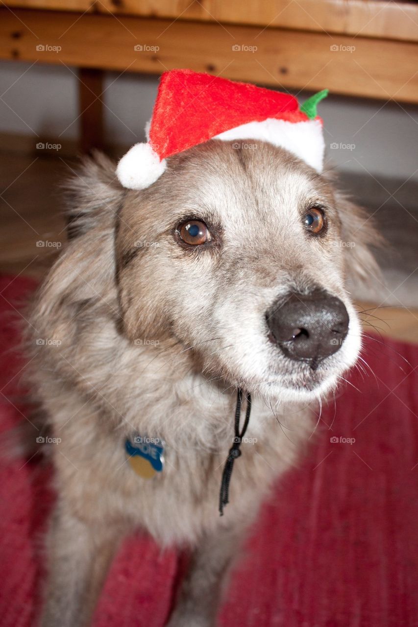 Dog in a Santa hat