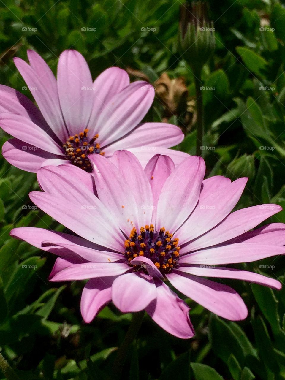 Transvaal daisy