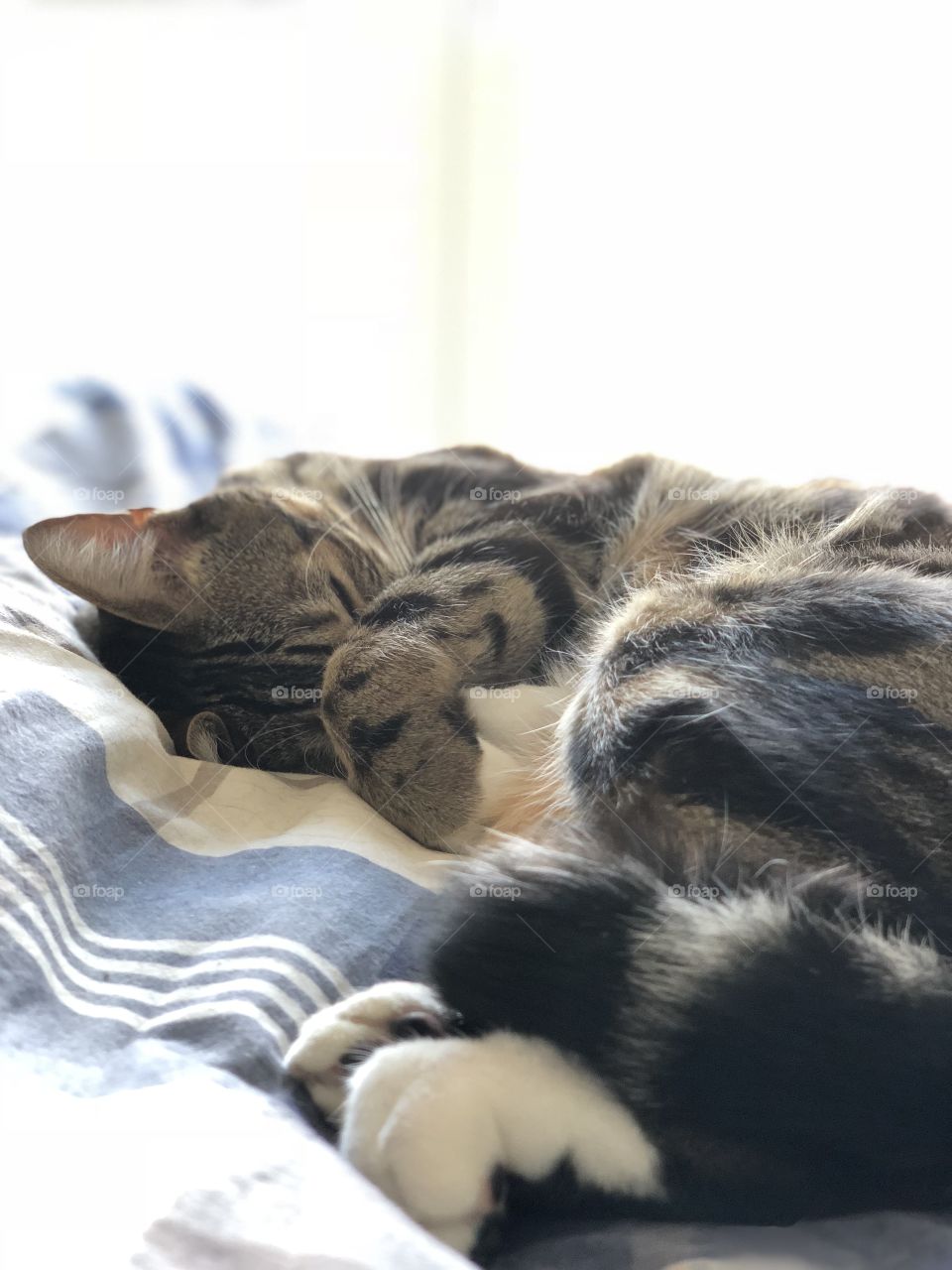 Sleeping cat