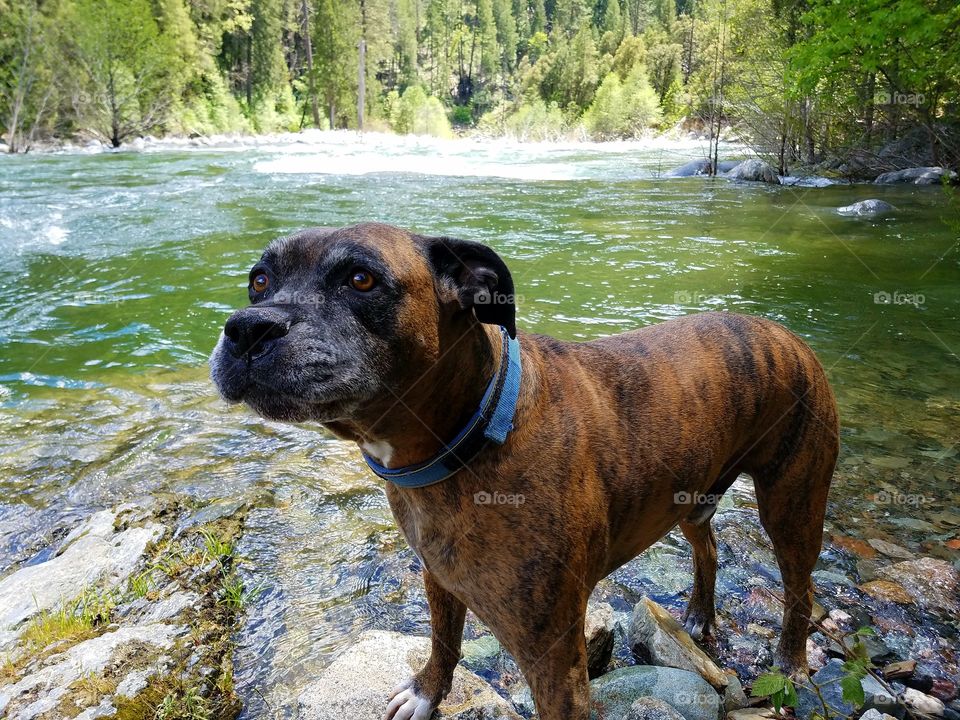 Thor on the Yuba River!