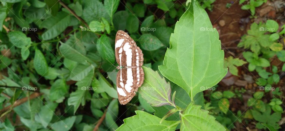 A small butterfly perched on a green leaf