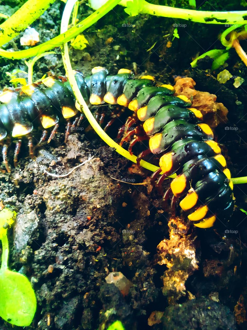 In every garden there is that gardener who always works!!!